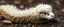 Placeholder: long fluffy slinky snake with a sheeps head