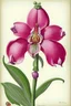 Placeholder: `Pink Orchid Vintage Flower Botanical Illustration, #F5F5DC background` Style: `Watercolor`