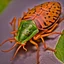 Placeholder: a man-faced_stink_bug, Catacanthus_incarnatus macro HDR photo