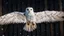 Placeholder: angel's view back to the camera a barn owl fly from the back from the top view flying over a winter small village, snowy landscape, little light, sunrise, some small Hungarian old country houses from above, perspective, high detailed, sharp focuses, photorealistic, cinematic