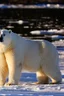 Placeholder: polar bear