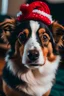 Placeholder: Cachorro com Gorro de natal