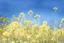 Placeholder: bottom is detailed canola with green stems and branches, top is sky, photography,