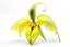 Placeholder: yellow lady slipper flower centeredon a white background