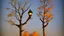 Placeholder: fall tree wonder Streetlight by Andrea del sarto