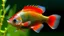 Placeholder: aquaponie