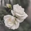 Placeholder: A white rose bleeding from its stem