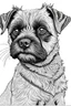 Placeholder: line drawing of a border terrier
