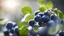 Placeholder: Blueberries,BACK LIGHT,Blurred background