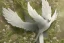 Placeholder: dove wings ivy