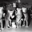 Placeholder: Old photo of new year's party monkey with dancing cats