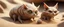 Placeholder: bugbear snail alien gremlin sand cat in burrow