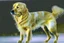 Placeholder: style of gerhard richter Golden retriever dog