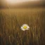 Placeholder: single long stem wild flower in a field, soft focus, award winning landscape photography, nature photography, r/mostbeautiful