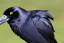 Placeholder: A crow that looks like a cat