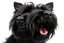 Placeholder: side-front of head nose, mouth with teeth, ears and eyes of a black Scottish terrier coming up from the side-bottom, mouth open biting, white background