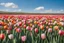 Placeholder: A field of tulips in different colors under a blue sky