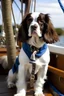 Placeholder: springer spaniel on a sailboat dressed as a captain