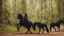 Placeholder: warrior sorcerer leading a black horse on forest path