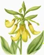 Placeholder: yellow lady slipper flower centeredon a white background