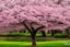 Placeholder: A hyper-realistica cherry blossom tree slowly falling and a child standing, Photo Real, HOF, full size, practicality,manufacturability,performance, (((realism, realistic, realphoto, photography, portrait, realistic, elegant, charming, apocalyptic environment, professional photographer, captured with professional DSLR camera, trending on Artstation, 64k, ultra detailed, ultra accurate detailed, bokeh lighting, surrealism, Thomas Kinkade backgroun