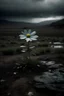 Placeholder: crea una imagen de un paisaje desolador y una flor única creciendo en el medio de la nada y en medio de la lluvia.
