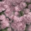 Placeholder: close up photo of flowers, soft light, 100mm lens, f / 2.8 , unreal engine 5.1, ultra high resolution, photorealistic, ultra high detail, octane render, beautiful