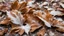 Placeholder: fallen dry Frozen Chestnut leaves