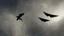 Placeholder: frightening winged creatures flying over the earth