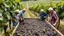 Placeholder: Elderly pensioners in a vineyard treading grapes in a large trough, everyone standing in the trough of grapes in their bare feet, as the first stage in making wine. There are acres of vines with lots of ripe grapes. Everyone is happy. Photographic quality and detail, award-winning image, beautiful composition.