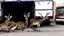 Placeholder: the deceased deer's family raids the moving truck company that hit their fawn