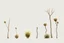 Placeholder: "Isolated concept art of multiple types of alien tree plant on a plain neutral background. Designed for Desert biome – dry, spiky, brittle grass with sharp edges, thorn-like blades, and pale dusty colors