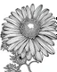 Placeholder: real massive Daisy flower coloring page