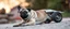 Placeholder: pug rocket