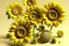 Placeholder: 3d,sunflowers,patterns,minimalism,