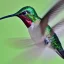 Placeholder: hummingbird photo