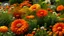 Placeholder: garden flowers orange