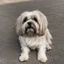 Placeholder: zeta cane 2 anni lasa apso