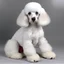 Placeholder: Poodle m