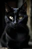 Placeholder: Black cat female