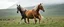 Placeholder: horse Erling Braut Haaland greta thunberg