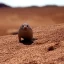 Placeholder: mole rat in the desert