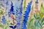 Placeholder: Watercolour of delphiniums in the style of Paul Klee