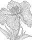 Placeholder: real massive Iris flower coloring page