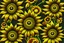 Placeholder: 3d,sunflowers,patterns,