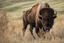 Placeholder: Bison walking uphill towards viewer's right, prairie grasses and plants in foreground, background fades out to completely white