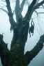 Placeholder: A group of black dark creatures hanging upside down from a tree without leaves . The tree skin is covered in moss and lichen, allowing it to blend seamlessly into its surroundings. Dark cave Spirits feed on the energy of trees and can create thick fog to confuse their victims.