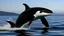 Placeholder: killer whale jumping out of the water