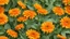 Placeholder: Calendula. Flowers with leaves isolated on white