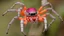 Placeholder: creepy crawly halloween creatures spiders spiderwebgs colorful creatures of every kind